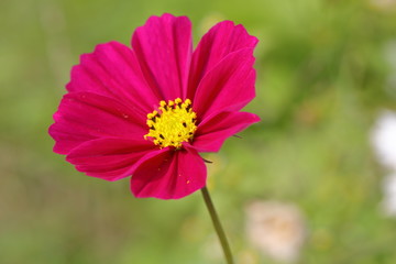 Obraz premium Cosmos