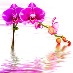 eflets d'orchidée fuchsia