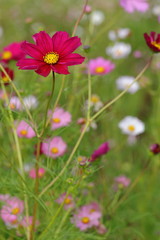 Fototapeta premium Cosmos (macro)