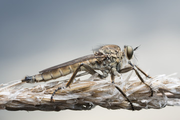 Macro photo of a male robber-fly, Philonicus albiceps resting on straw