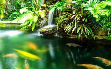 Green garden with koi fish ,the exterior home style with soft light morning.
