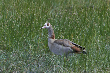 Egyptian goose (Alopochen aegyptiaca)
