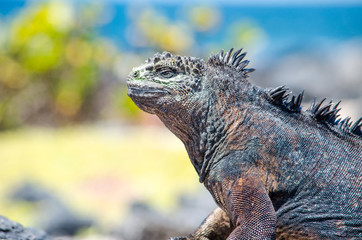 Iguana