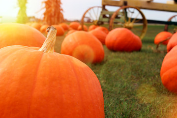 Ripe Pumpkins in a Field
