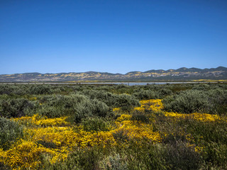 FLower field mountain during spring in California