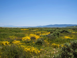 Fototapeta premium wild flower field blooming in spring in the valley