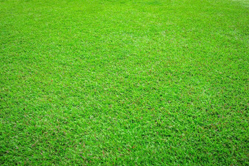Grass perspective