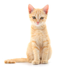 Kitten on white background.