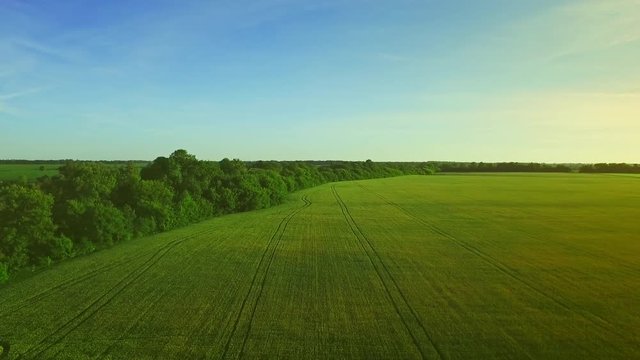Beautiful green wheat field landscape on summer day. Barley agricultural field. Sky view wheat field green. Grain growing on agriculture field aerial landscape. Aerial view green meadow
