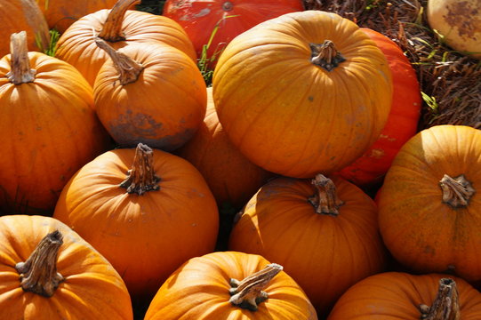 K&uuml;rbisse (Cucurbita)