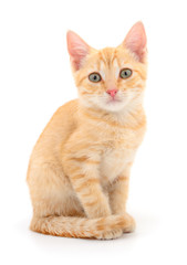 Kitten on white background.