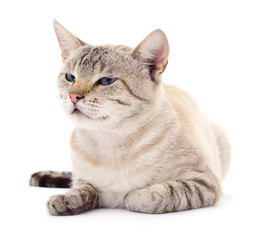 Cat on a white background