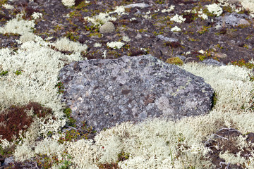 The vegetation of the tundra