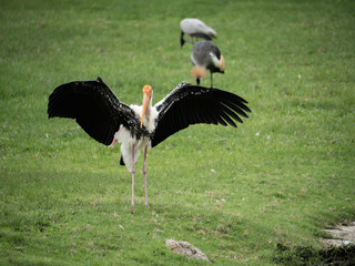 A white stork looking in a meadow.