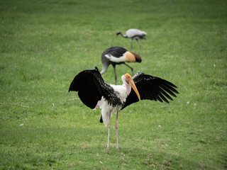 A white stork looking in a meadow.