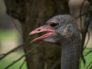 Close up of Ostrich bird head and neck in the park