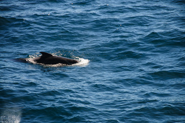 Fototapeta premium Long-finned Pilot Whales