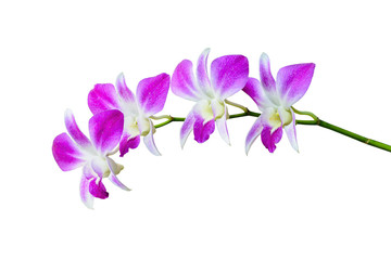 Naklejka na ściany i meble Orchid flower in tropical garden.