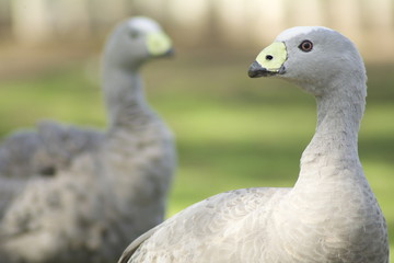 Cape Barren Geese