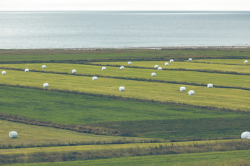 Obraz premium White Hay Rolls on a Green Field of Iceland