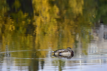 Snoozing Duck