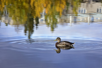 Sunny Autumn Reflection