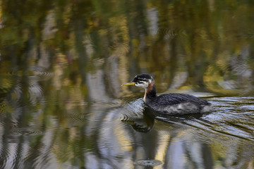 Red-necked Grebe Chick
