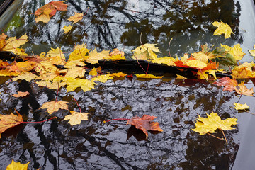 Yellow Autumn Maple Leaves