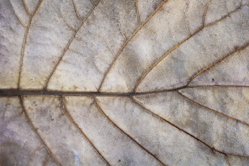 A shot of a dry leaf texture in a faded gold color. Useful as a background, layer or texture