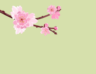 Naklejka premium Branch with gentle lush flowers and cherry buds. Sakura. isolated without a mesh and gradient. illustration