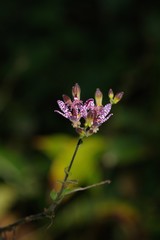 Japanese toadlily