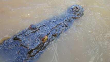 Close up of a wild and extreme dangerous salt water killer crocodile swimming the the Adelaide River in the Northern Territory, Australia near Darwin
