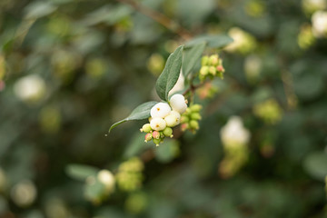 Branch Symphoricarpos on a blurred background soft focus