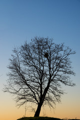 Fototapeta na wymiar arbre solitaire à la tombée du jour