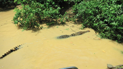 Close up of a wild and extreme dangerous salt water killer crocodile swimming the the Adelaide River in the Northern Territory, Australia near Darwin