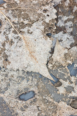 skeletons of dry withered leaves. natural abstract pattern.