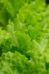 lettuce close up