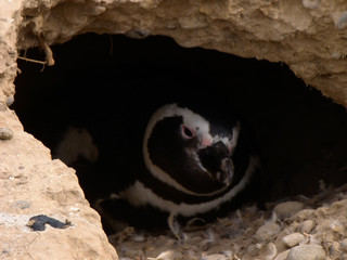 Obraz premium Hidden Penguin