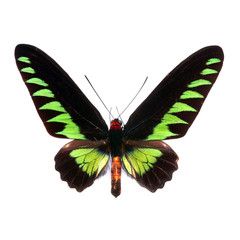 Beautiful green butterfly on a white background