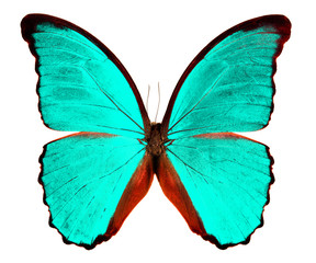 butterfly Morpho