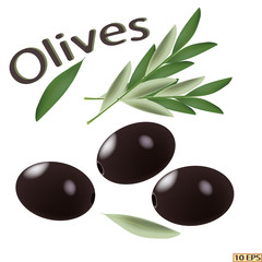 Olives isolated on a white background. Olives black. Olives closeup with seed. Design of food products. Vector illustration.