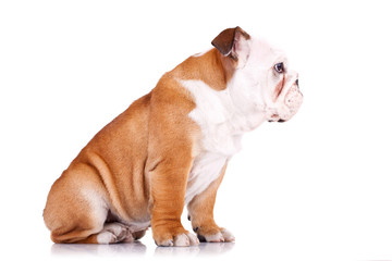 curious english bulldog puppy