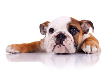 cute english bulldog puppy lying down