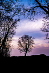 arbre solitaire au bord d'un chemin le soir