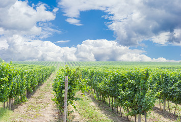 Vineyard against of the sky with clouds