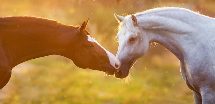 Fototapeta Couple of horses portrait at sunlight