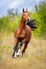 Naklejka na ściany i meble Bay arabian horse run fast outdoor