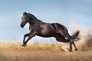 Fototapeta na wymiar Black horse free run in autumn landscape