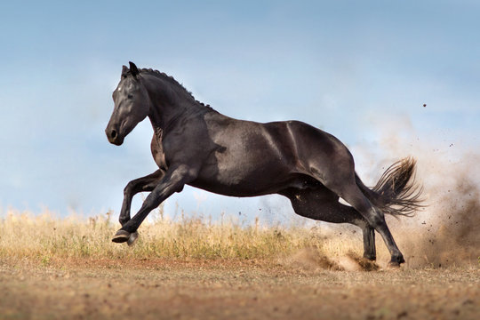 Black horse free run in autumn landscape