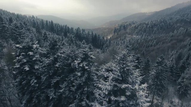 Aerial view of coniferous forest in winter.